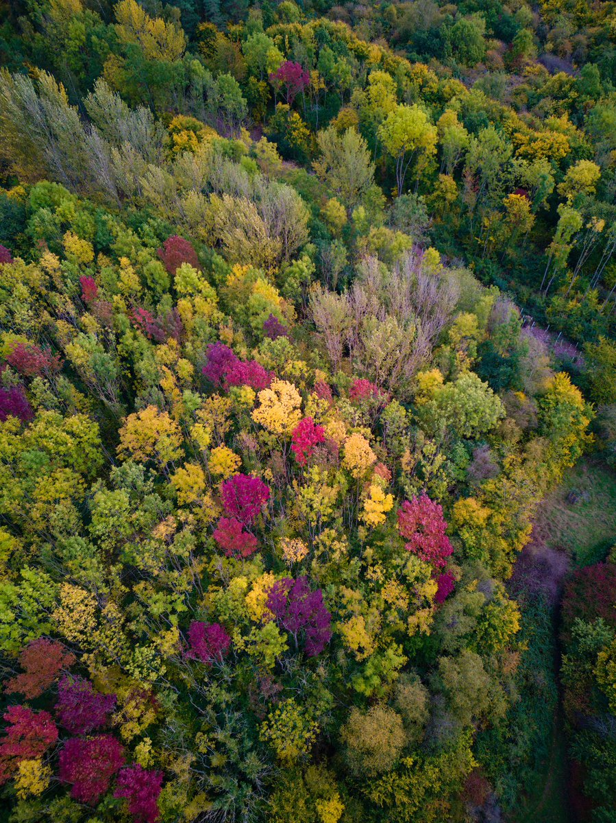 LowryDrone's tweet photo. Autumn Trees 🍂📷

#djimini3pro #autumntrees #autumn #autumnleaves #forrest #colourful #aerial #dji #dronepilot #drone #drones #WorcestershireHour #flying #aerialphotography #quadcopter #aerialphoto #autumnforest #forrests #autumncolors #autumncolours @Freewell_Gear @DJIGlobal https://t.co/uCBXOAPF2s