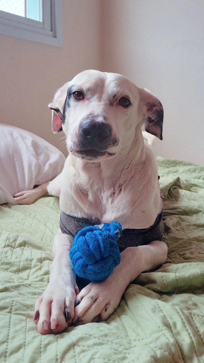 gi tezoni #ASRPG tweet media