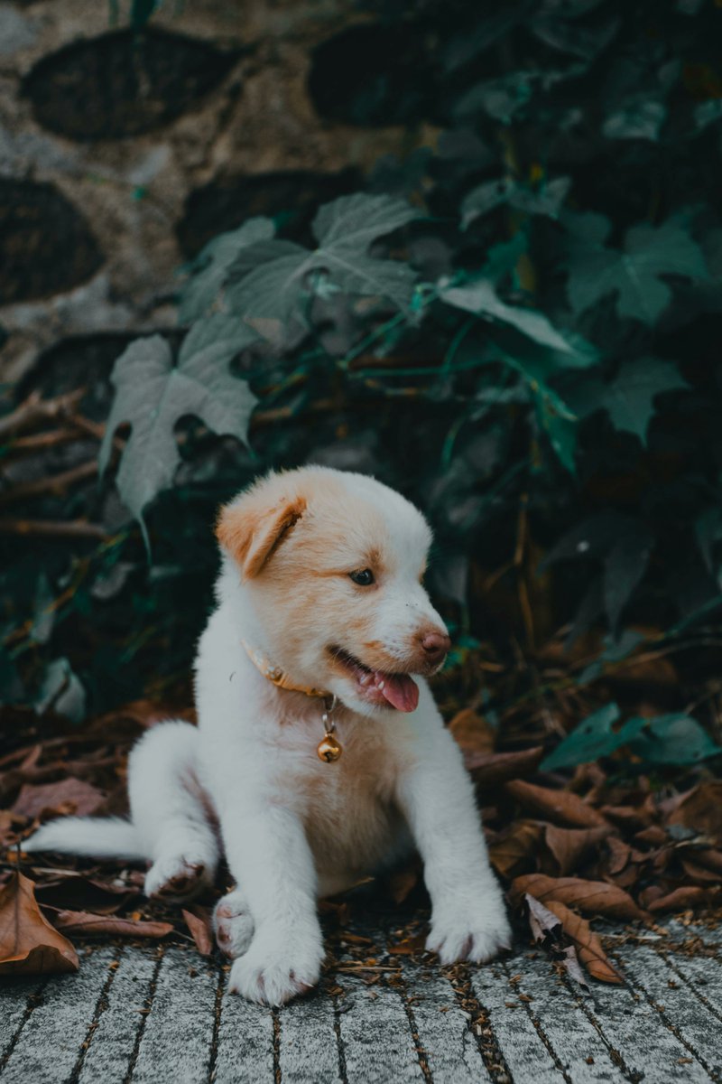 ThingsPooch's tweet photo. To ensure that your puppy gets the correct dose of flea, tick and heartworm medicine, don't forget to have them weighed monthly until the have reached a consistent weight scale.  A tip from https://t.co/7MUVVFYyPa https://t.co/8ELQImlhMV