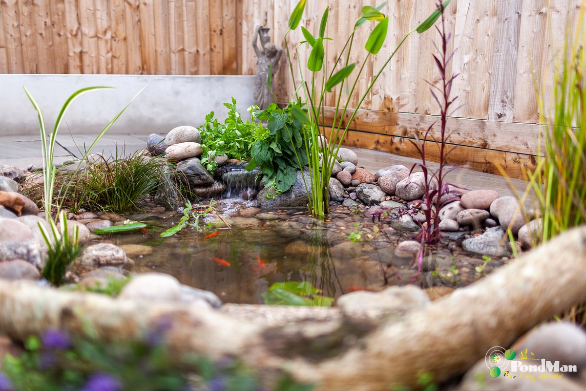 PondManDevon's tweet photo. Softening a hard and lifeless garden and pond, into a relaxing haven for it's fish and owner to enjoy.

What do you think of the transformation?

#pond #renovation #gardeninspiration #Plymouth https://t.co/Pi9u6UxivV