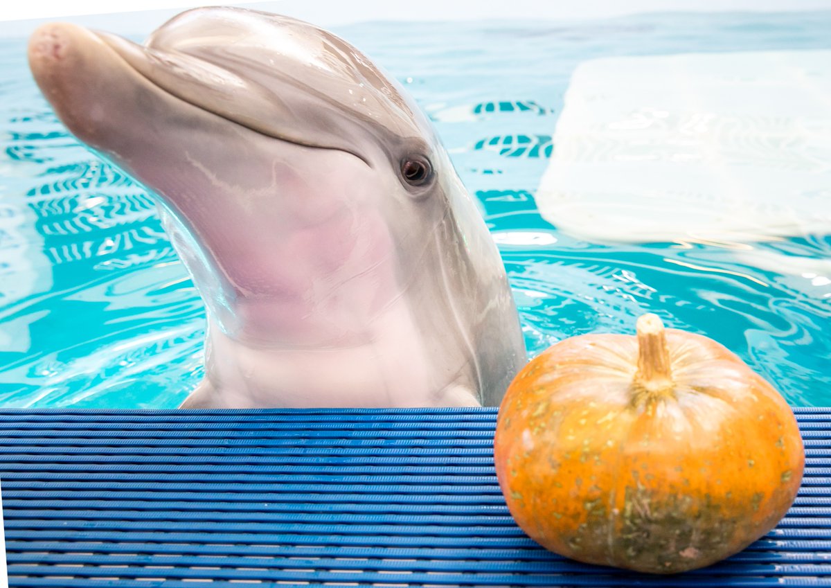 TBT to Winter’s fall festivities in the Winter Zone!