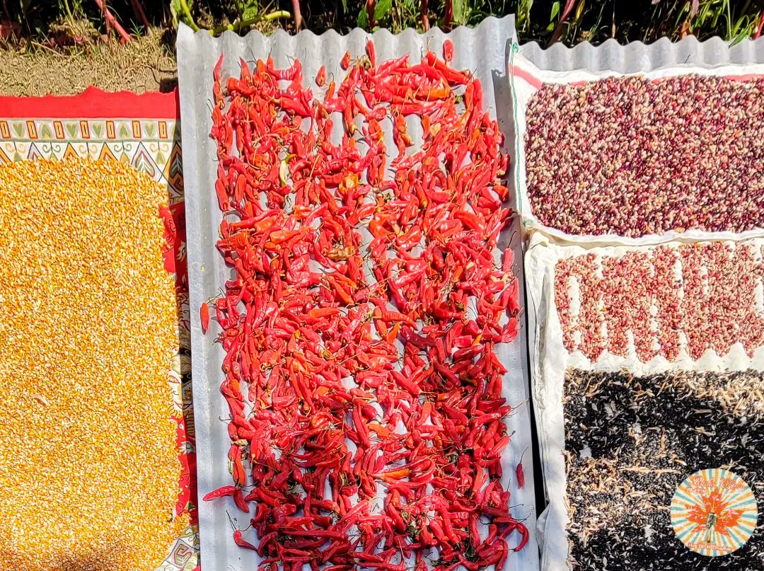 RadioChinarFM's tweet photo. Mesmerizing Autumn is here... 
And across the kashmir people are getting ready for winters in it's traditional way.... 
#kashmir #Autumn #gettingready #foodforwinters #driedvegetables #dals #driedredchilli #tradition #meamerising #radiochinar904 #sopore 

📷 @hakeemjunaidjpc https://t.co/1z5GF4LBMR
