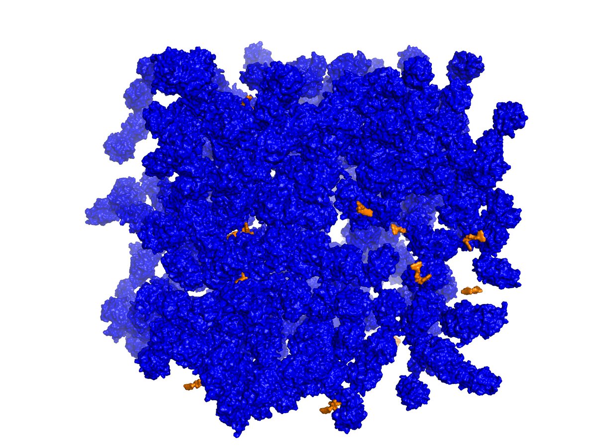 Pls RT! I have one open PhD position in Berlin @unisyscat to model and simulate the effects of crowded cell-like environments over protein conformation and protein-ligand binding. Experience in MD simulations desired. Start on Jan 1st. Email me if you are interested! #compchem