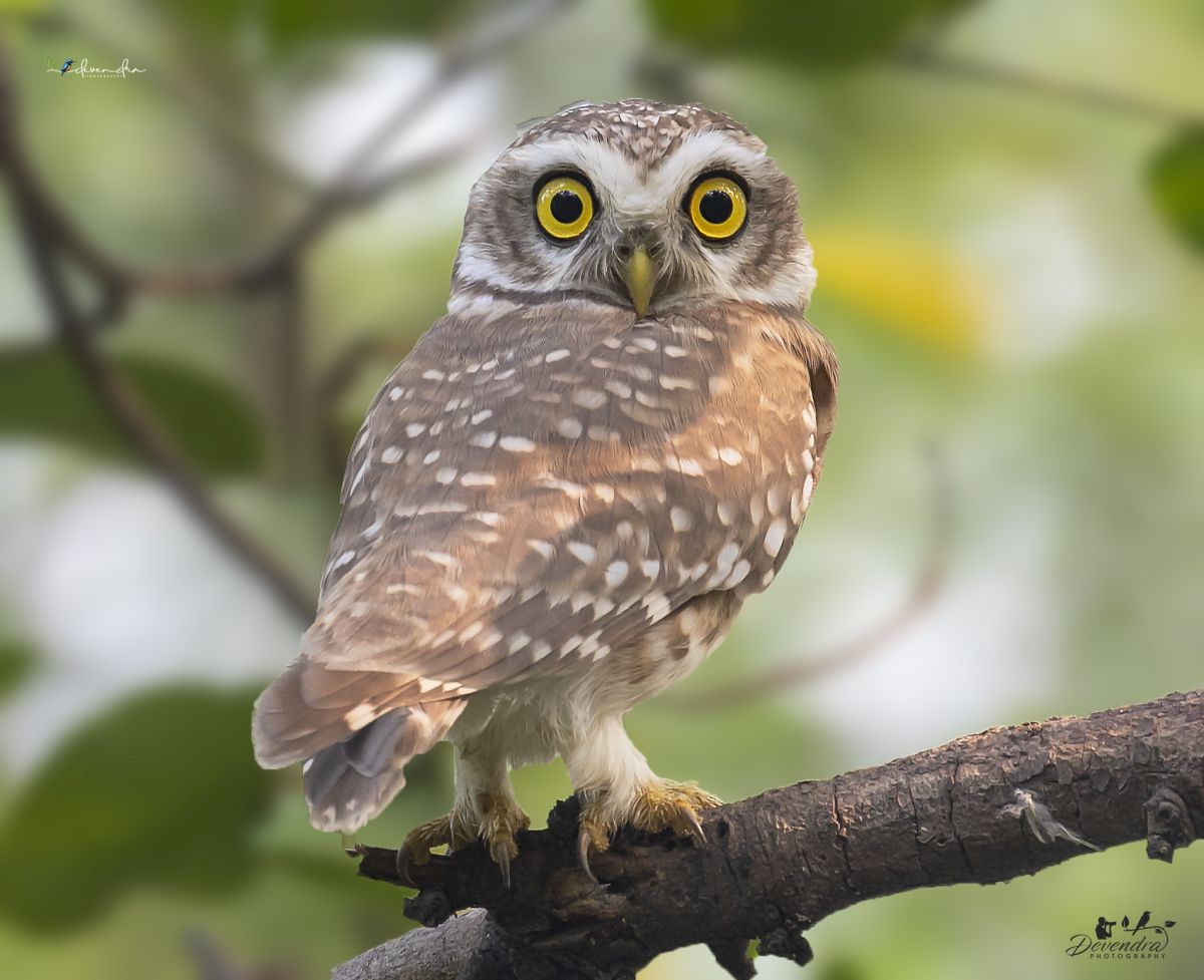 What a beautiful creation. Mesmerizing looks
#natgeoindia #natgeowild #IndiAves #spottedowlet #birding #birdwatching #TwitterNatureCommunity #TwitterNaturePhotography #birdoftheyear2022 #birdofoctober #delhibirds #NaturePhotography #naturelovers #NaturePhotograhpy #bbcpotd #birds