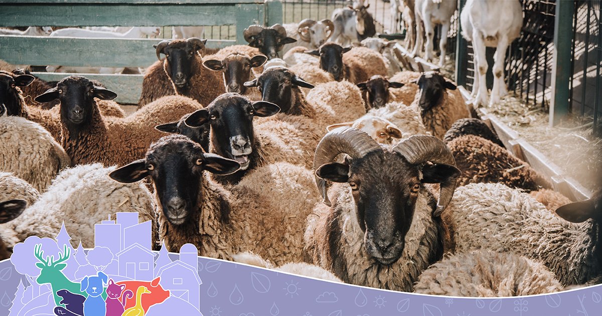 Sask Vets tweet media