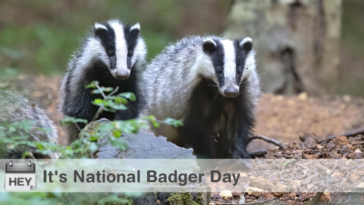 It's National Badger Day! 
#NationalBadgerDay #BadgerDay #Badgers