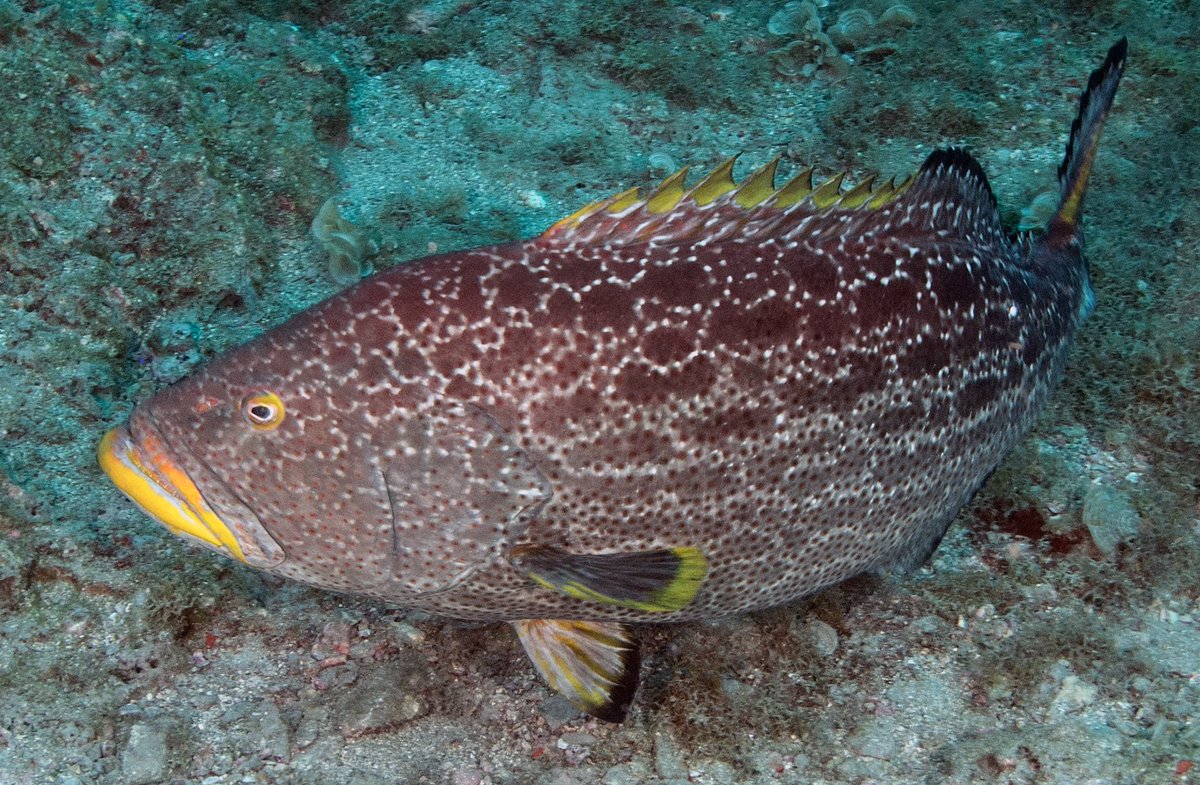 FGBNMS's tweet photo. Y is for #Yellow!
Yellowmouth #Grouper, Yellowfin grouper, Yellow #Goatfish, Yellow jack, Yellowtail #Snapper, Yellow pencil #Coral, Yellow #Warbler. They're all found in the sanctuary.
https://t.co/ckOmPnkwi1
#AlphabetDays https://t.co/yDDUMKpaJI