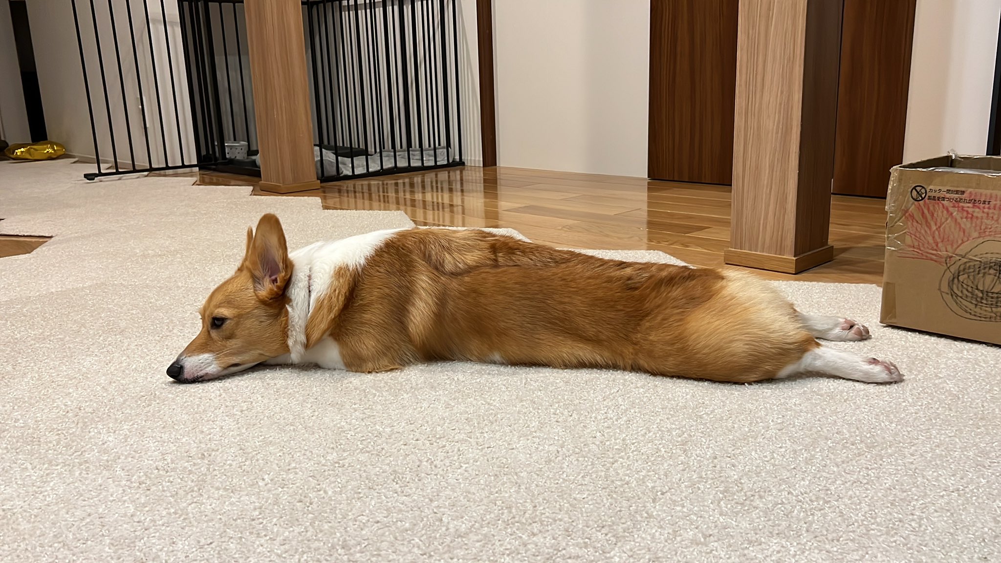 うなぎ犬 Twitter Search Twitter