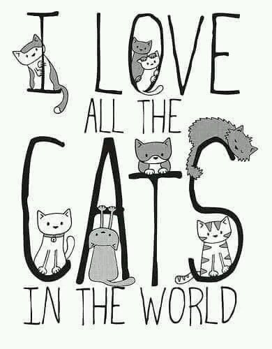 Tiofelino's tweet photo. I love cats 🐱�� https://t.co/hNE6kz0XXB