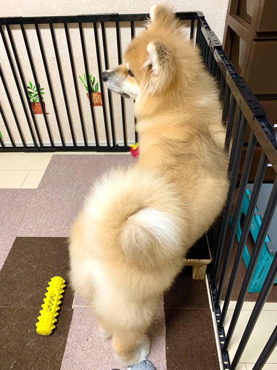 久々に全身シャンプーしたら
よりモッフモフのフッワフワになりました 