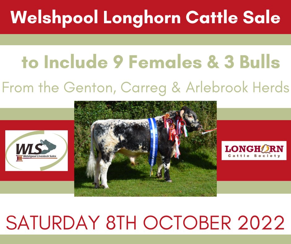 Longhorns are entered into the multibreed sale at <a href="/WlsMarket/">Welshpool Market</a> on 8 October.  Animals from noted herds, most of which have been successfully shown this year so already halter trained ready for next year's show season! Link to catalogue👇
longhorncattlesociety.com/calendar/2022-…