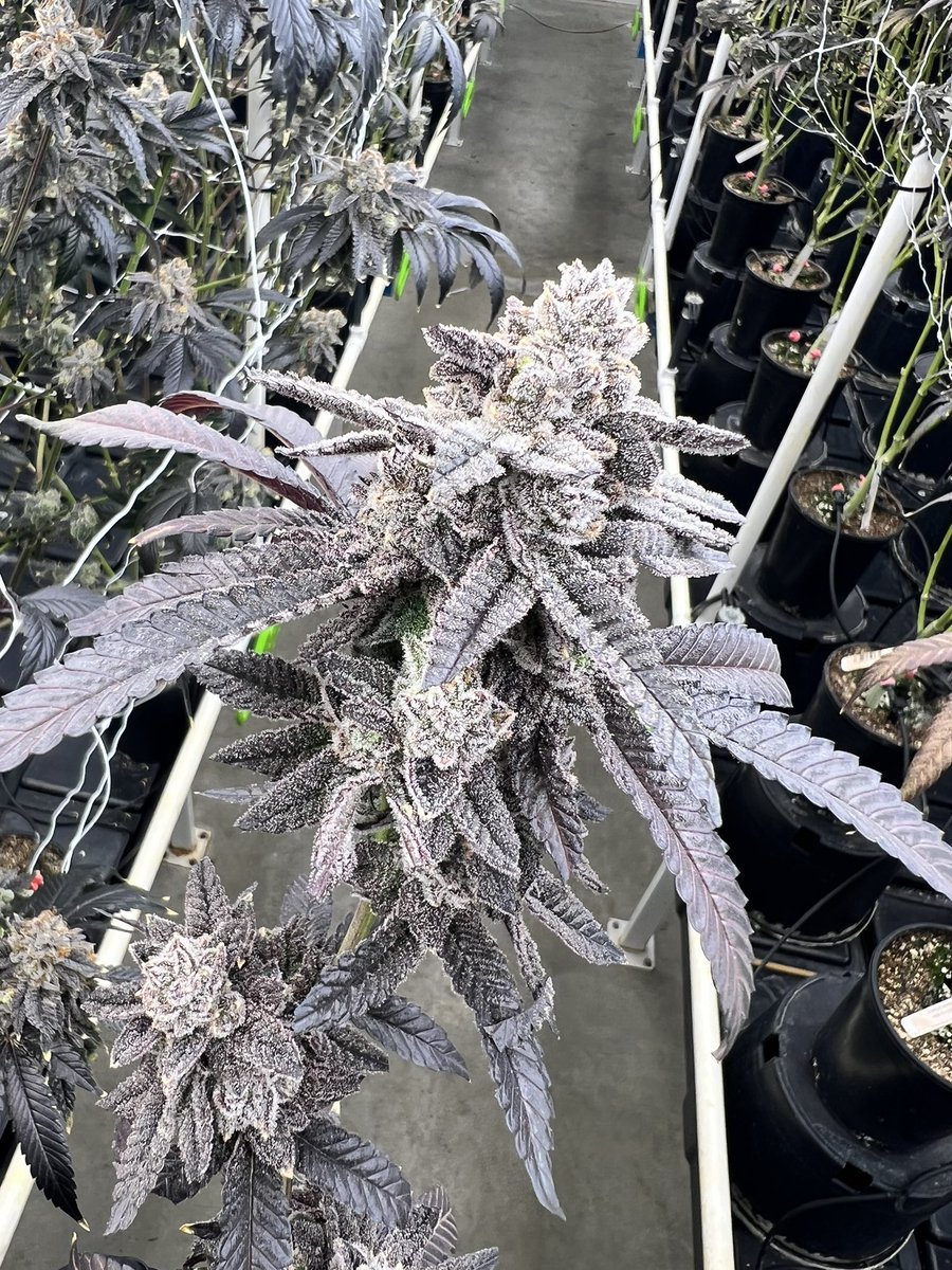 exoticgenetix's tweet photo. Cherry Bang Bang baby!!! Available now on https://t.co/bwIirNaaGe !!! 🤙🏼🤙🏼🤙🏼 #cherrybangbang #exoticgenetix #itsalifestyle https://t.co/MFvE9hZnT2