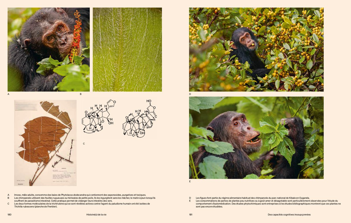 Le_Museum's tweet photo. #Parution 📙 Découvrez "La Terre, le vivant, les humains" : un livre illustré sur les récentes découvertes scientifiques et les foisonnants travaux menés au Muséum !

Vient de paraître aux @Ed_LaDecouverte, en partenariat avec le Muséum 👉 https://t.co/SRFKusTlQj https://t.co/2nxNGykf9f