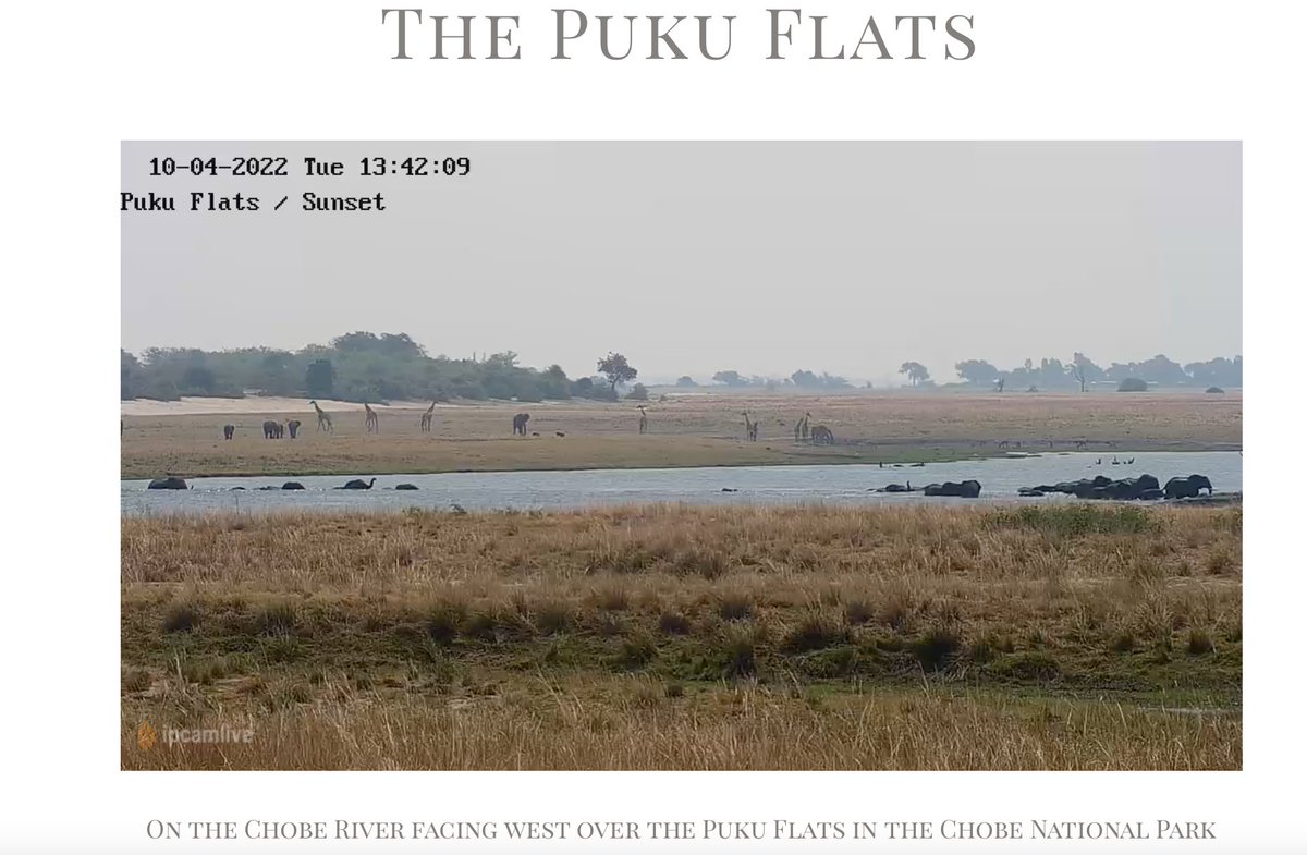 Its the best time of year to see mega herds of #elephant swimming &amp; crossing the #Chobe River frm #Botswana into #Namibia - A great #African #wildlife spectacle. Keep an eye out on our #webcam to see if you're lucky enough to catch a crossing live on cam! chobegamelodge.com/the-chobe-boar…