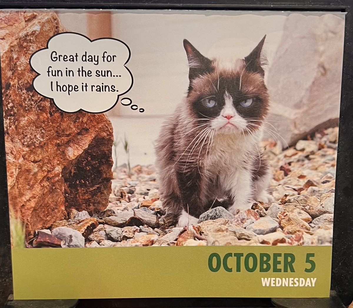 ToreeMcGee's tweet photo. I’ve had all the intentions for the last like 2 weeks but here I am a day late. #grumpycat #dailygrump https://t.co/VVZgwsaWMM