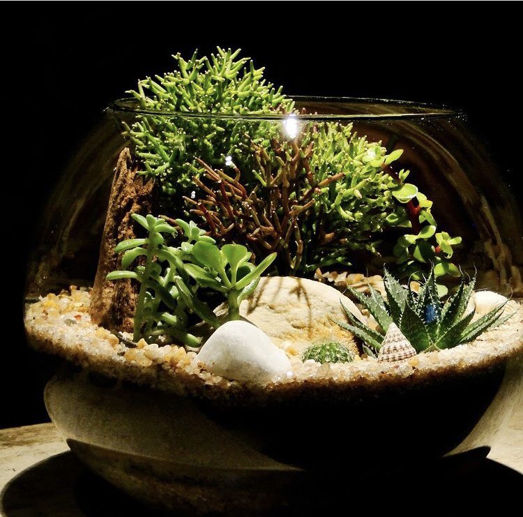 SmartTerra_JP's tweet photo. 「苔テラリウム」 https://t.co/hr91XAkeuV