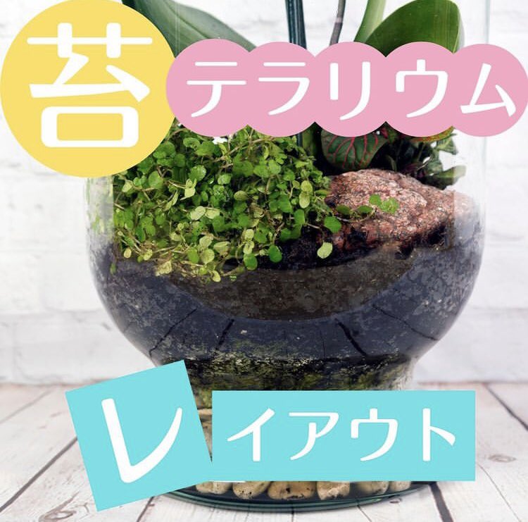 SmartTerra_JP's tweet photo. 「苔テラリウム」 https://t.co/hr91XAkeuV