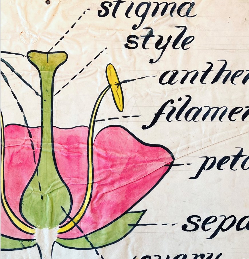 Just submitted a paper for the upcoming @VSAWC Conference in Winnipeg, May 5-6, 2023 on Victorian Making / Making Victorians, where I will be talking about Christopher Dresser's botanical diagrams and the making of Victorian education. Check out the CFP at vsawc.org/events/