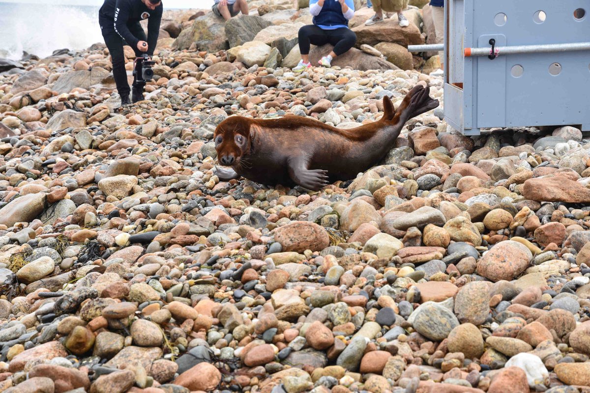 Shoebert is back! Sort of. trib.al/SIsyOkH