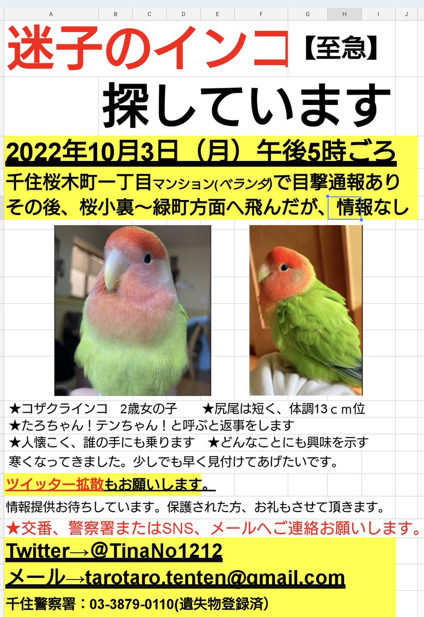 TinaNo1212's tweet photo. #インコ　#迷いインコ　#コザクラインコ　#足立区　#荒川区　#千住　#迷子インコ　#迷い鳥　#迷子鳥　　
RTありがとうございます✨なかなか新たな情報が見つかりません。足立区千住周辺に貼って貰うポスター作りました。どうかよろしくお願いします🙏 https://t.co/Bgrvq9L2Ko
