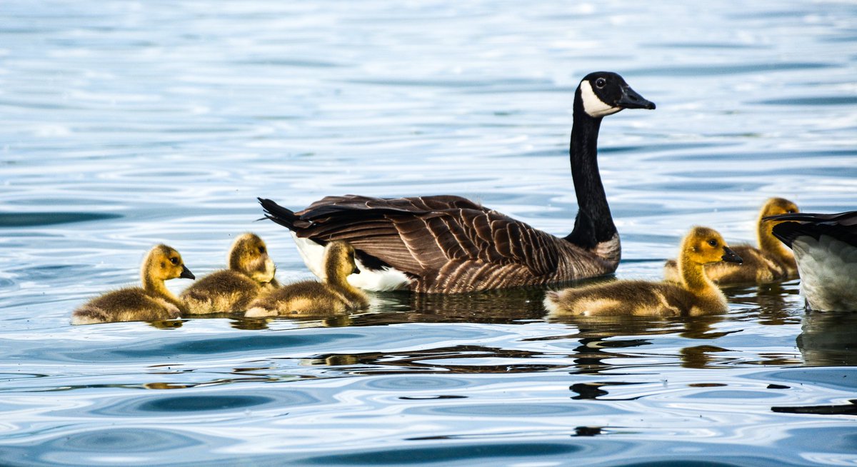 LXelis's tweet photo. This is a photo I took a while back while I was in Washington, I did some touch ups with Lightroom, tell me what you think!

Quack! Quack!
#duck #nikon #photographer #lightroom #NaturePhotography https://t.co/4423CctCBc
