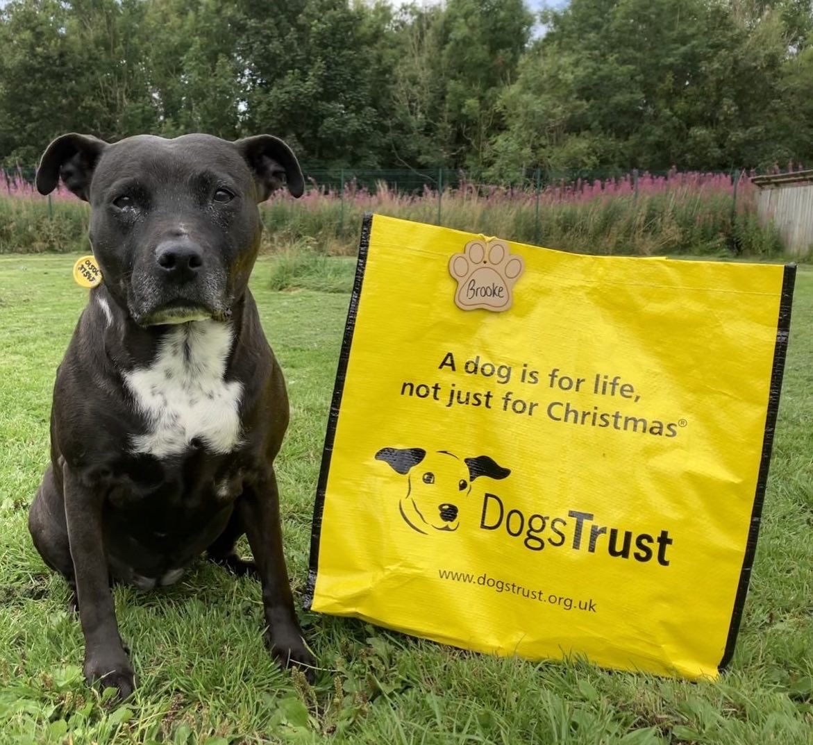 DT_WestCalder's tweet photo. Beautiful Brooke π packed her bags πΌ and said goodbye to her lovely foster carer this afternoon ππΌ as she set off for her forever home π‘
Check out her first photo with her new family β€οΈ
@dogstrust #adoptdontshop #staffylove #sbt #foreverhome #fostertoforever https://t.co/3qwVLIEbGm