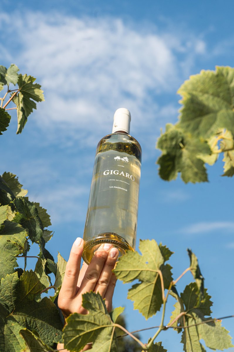 timdelz's tweet photo. Quelques jours dans le sud pour photographier les bouteilles du domaine La Madrague.

En collaboration avec l'agence EXISTE STUDIO

#photography #sainttropez #lille #paris #brand #productphotography #shooting https://t.co/YC0QH39qnf