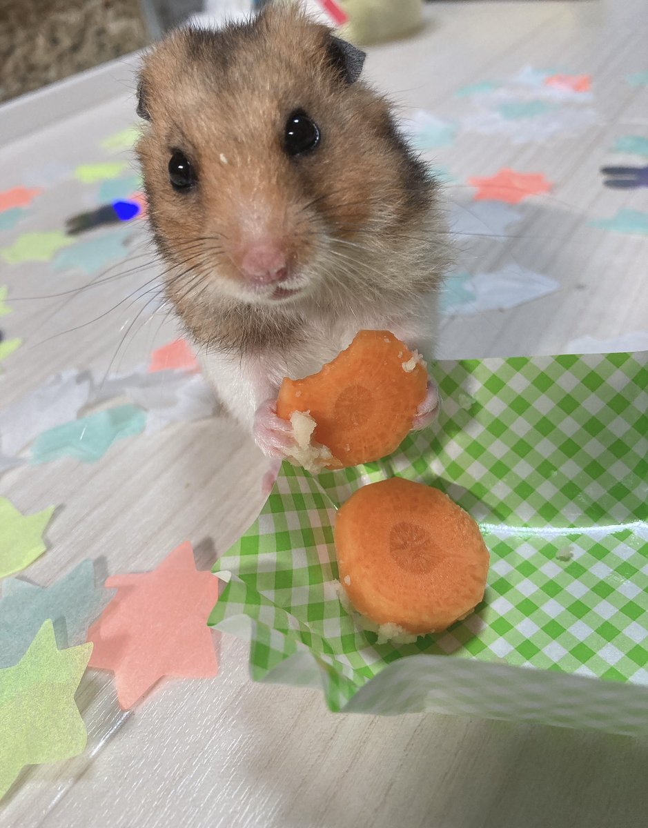 RuruKuro_ham's tweet photo. ばんハム🐹

今日でレンくんが2歳6ヶ月を迎えました。ママもパパも兄妹も超えられなかった年齢。レンくんがしっかり元気に超えてくれました😢✨

これからも元気でいれるように全力サポート！！

まだまだ元気にいくぞー😆

#ハムスターのいる生活 
#ハムスター 
#2歳6ヶ月 https://t.co/IxUIGNWJIL