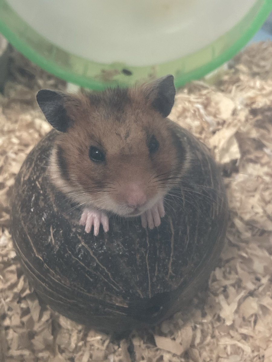 RuruKuro_ham's tweet photo. ばんハム🐹

今日でレンくんが2歳6ヶ月を迎えました。ママもパパも兄妹も超えられなかった年齢。レンくんがしっかり元気に超えてくれました😢✨

これからも元気でいれるように全力サポート！！

まだまだ元気にいくぞー😆

#ハムスターのいる生活 
#ハムスター 
#2歳6ヶ月 https://t.co/IxUIGNWJIL