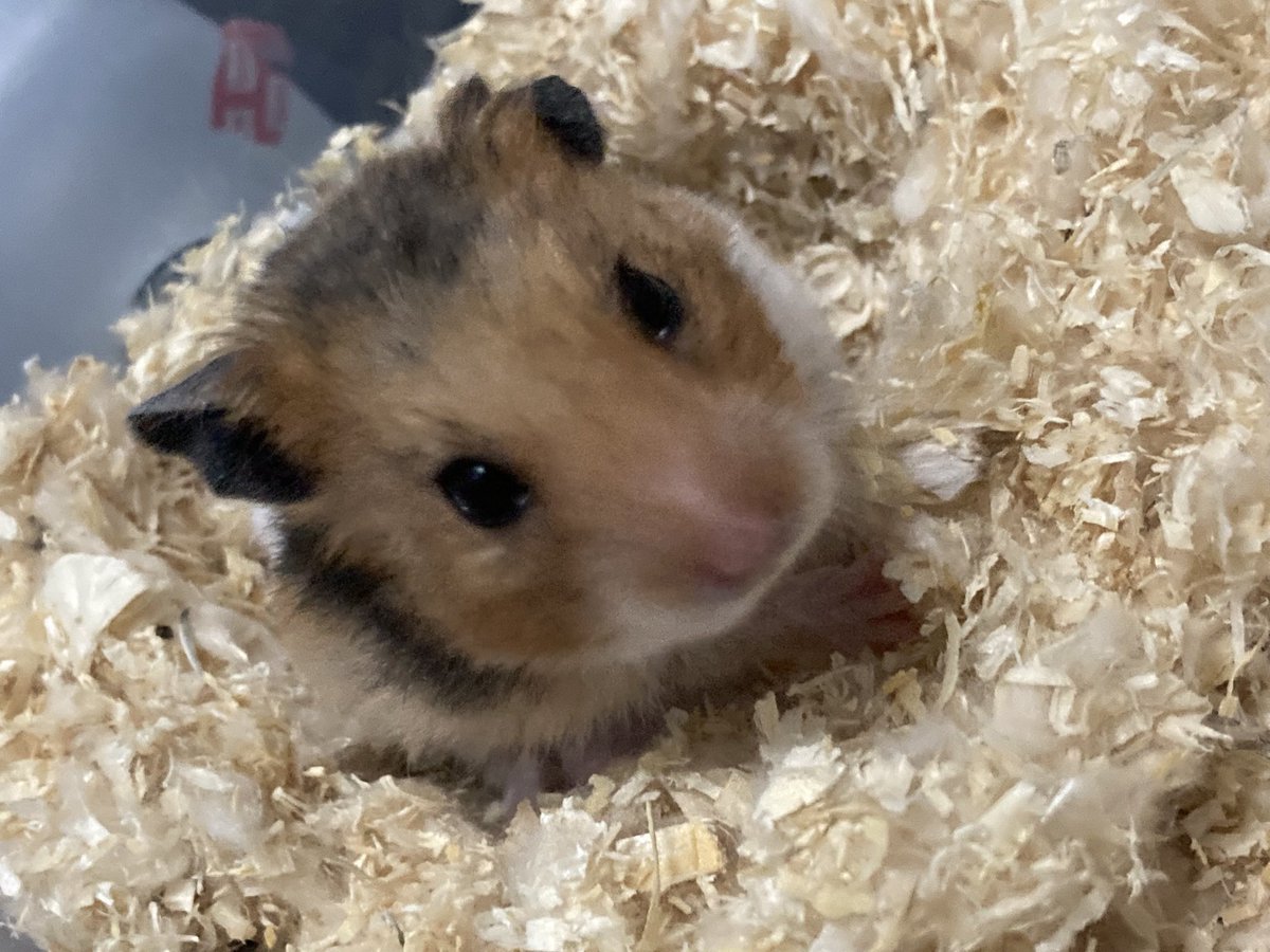 RuruKuro_ham's tweet photo. ばんハム🐹

今日でレンくんが2歳6ヶ月を迎えました。ママもパパも兄妹も超えられなかった年齢。レンくんがしっかり元気に超えてくれました😢✨

これからも元気でいれるように全力サポート！！

まだまだ元気にいくぞー😆

#ハムスターのいる生活 
#ハムスター 
#2歳6ヶ月 https://t.co/IxUIGNWJIL
