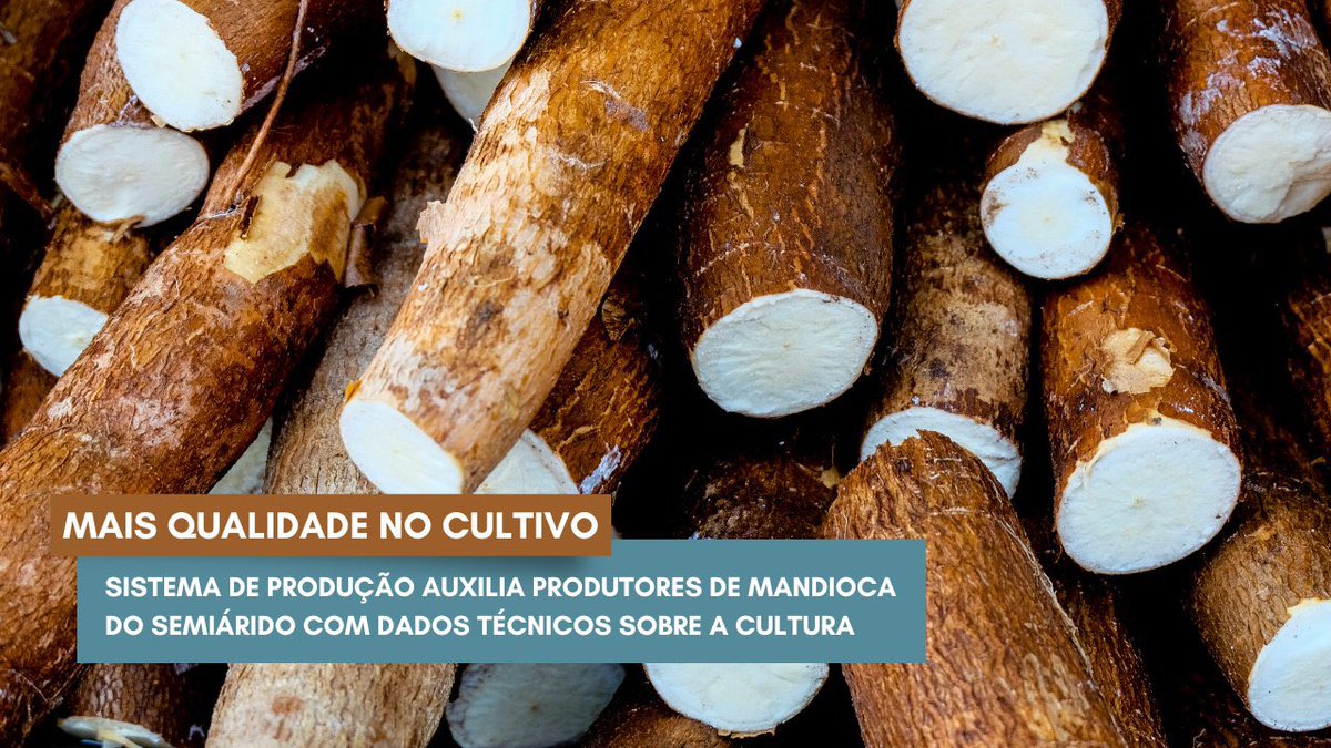 A mandioca é um dos cultivos mais relevantes do Semiárido, com o objetivo de impulsionar o cultivo dessa raiz na região, a 2ª versão do Sistema de Produção destaca as 10 variedades de mandioca mais adequadas para plantio no Semiárido. Saiba mais: embrapa.br/busca-de-notic…