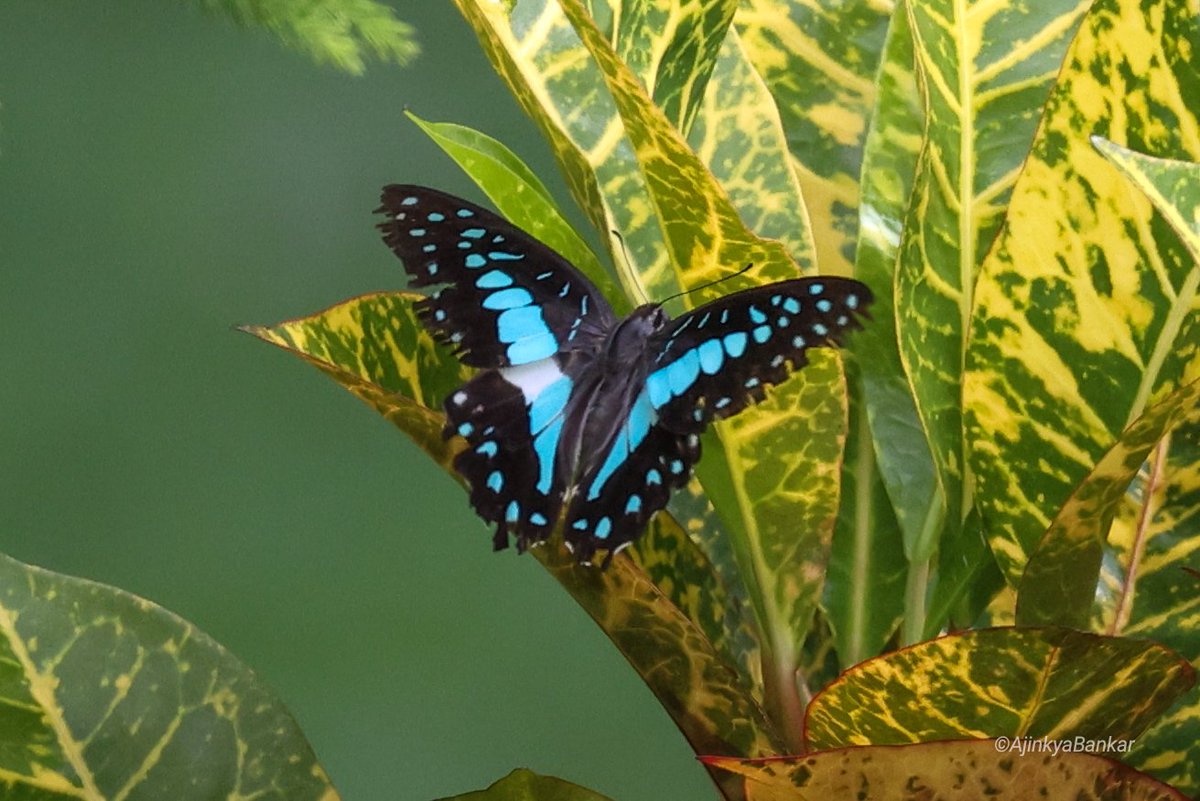 ajinkyabankar's tweet photo. It is up to you to see the beauty of everyday things!!
#commonjay #ButterflySeason
@inbiodiversity @BBM_Ind @IFoundButterfly https://t.co/kPhWJnV343