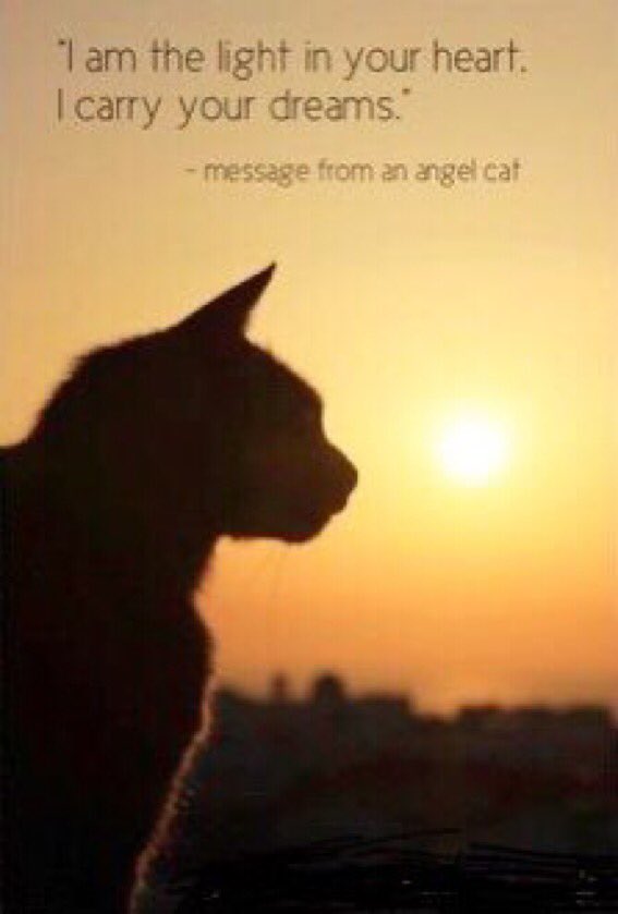catgirl321's tweet photo. #PURRS for @myjaffa #Purrs4JaffasMum💔 PURR PURR PURR PURR PURR PURR PURR PURR PURR PURR PURR PURR PURR PURR PURR PURR PURR PURR PURR PURR PURR PURR PURR PURR #weeti #GingerGward #ForeverLove #AngelJaffa
#OTRB October 6 2020🌈 https://t.co/hQIiVxm0Kf