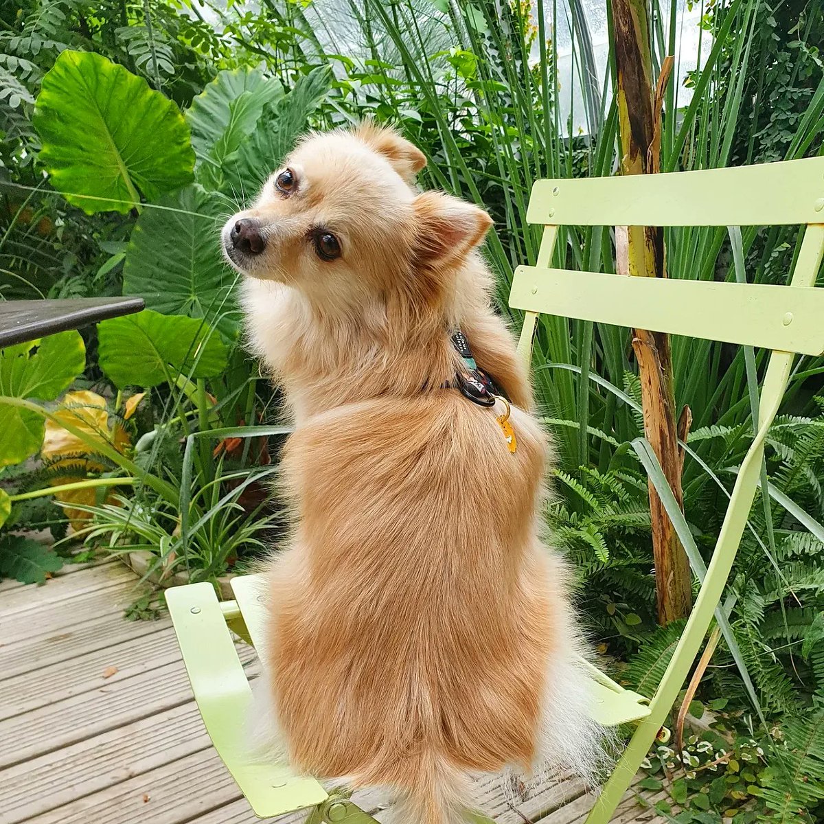 farfadine's tweet photo. Minute Waouf. Moon pose avec son harnais de l'espace Toutou Toulouse et sa médaille spitz French Bandit dans une des serres du Jardin des Plantes. https://t.co/3E9t7WHgjd