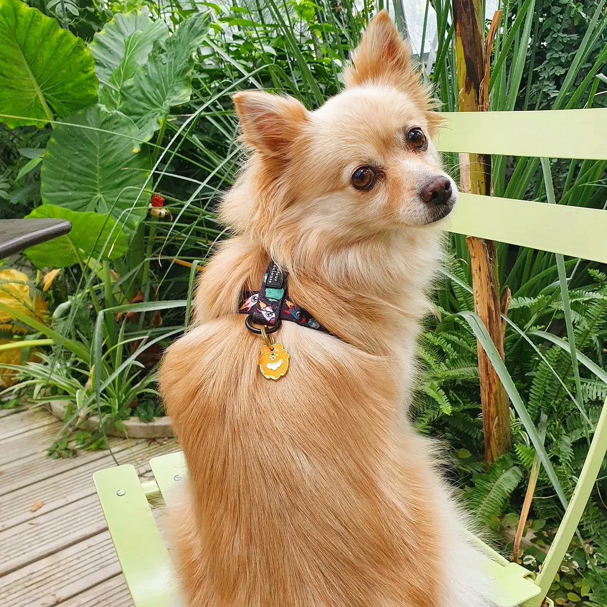 farfadine's tweet photo. Minute Waouf. Moon pose avec son harnais de l'espace Toutou Toulouse et sa médaille spitz French Bandit dans une des serres du Jardin des Plantes. https://t.co/3E9t7WHgjd