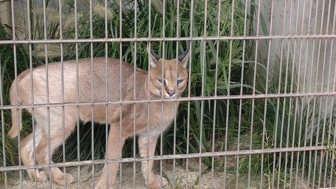 生カラカルよかったよ、、、、、、、、、、、 