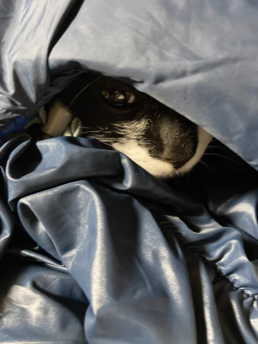 私がたくさんねこをこねるとねこのエンジンがかかってねこが布団をこねだすシステム今はこねあげた布団にまかれてうとうとしてる 