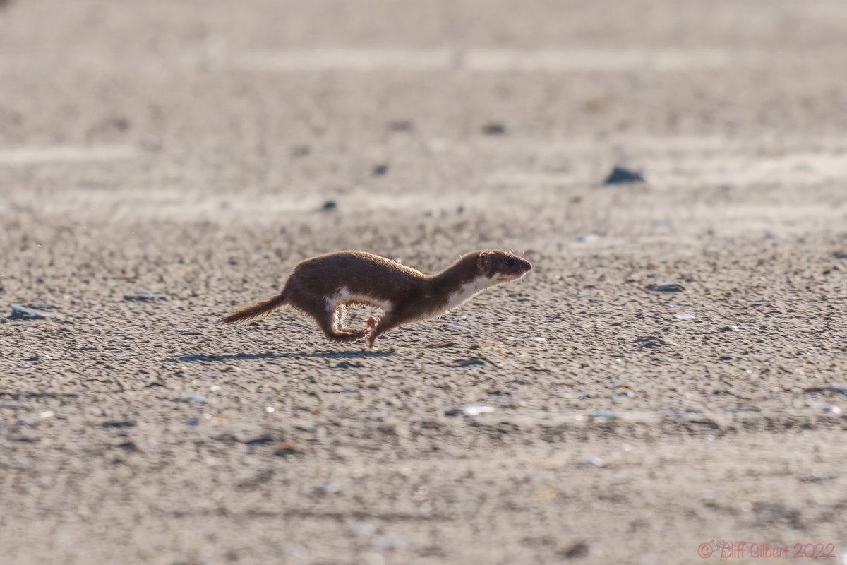 Not the easiest into the sun, but I like that the slightly wet Weasel is in full flight, literally, back to the dunes after its wayward trip to the beach…. @RSPBTitchwell