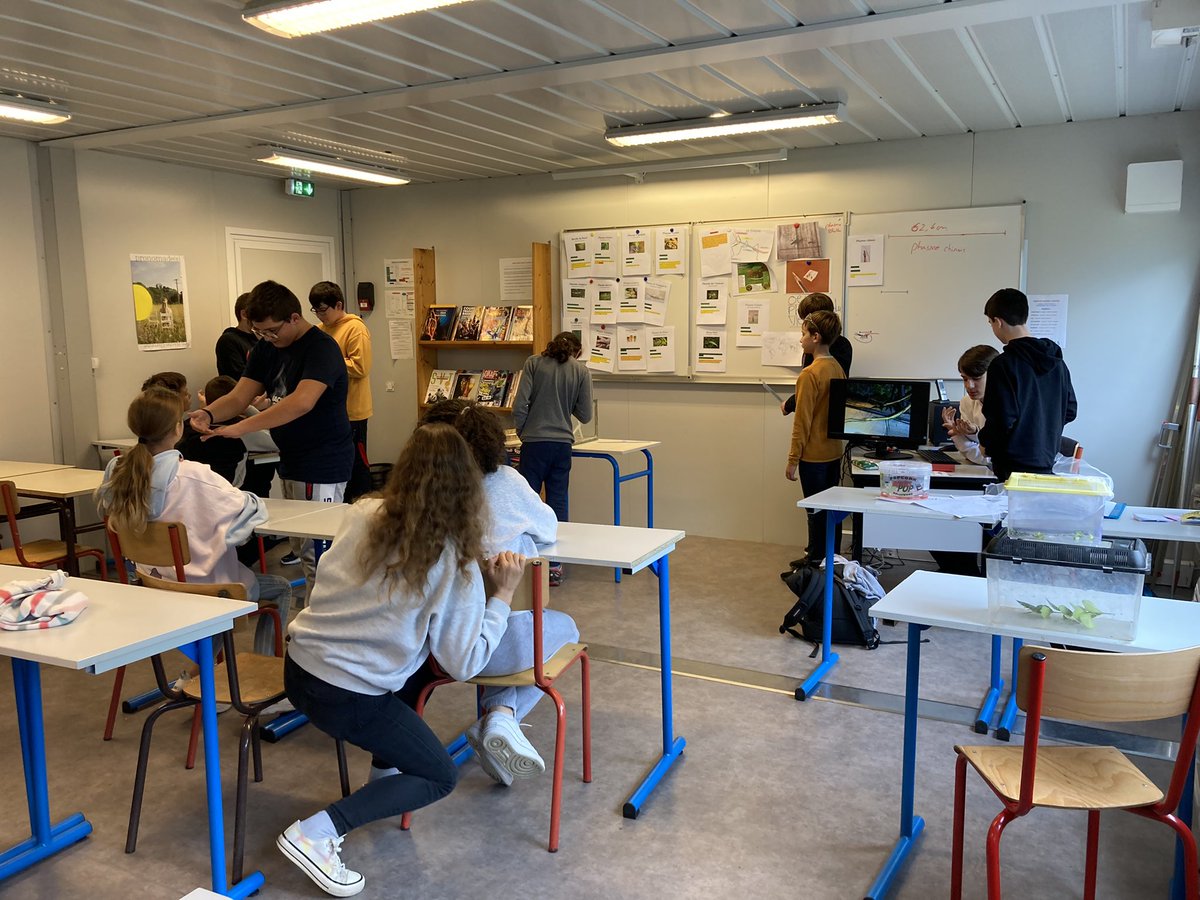 LaBarousse's tweet image. Aujourd’hui présentation de l’expo #phasme et des spécimens par les membres du club. Bravo à l’équipe 👍👏 des naissances attendues, bientôt la suite…