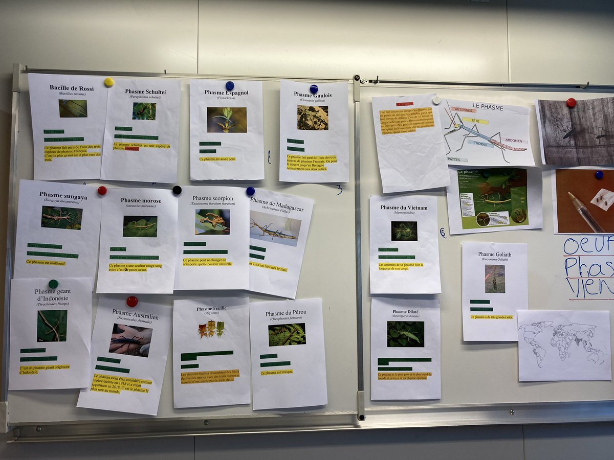 LaBarousse's tweet image. Aujourd’hui présentation de l’expo #phasme et des spécimens par les membres du club. Bravo à l’équipe 👍👏 des naissances attendues, bientôt la suite…