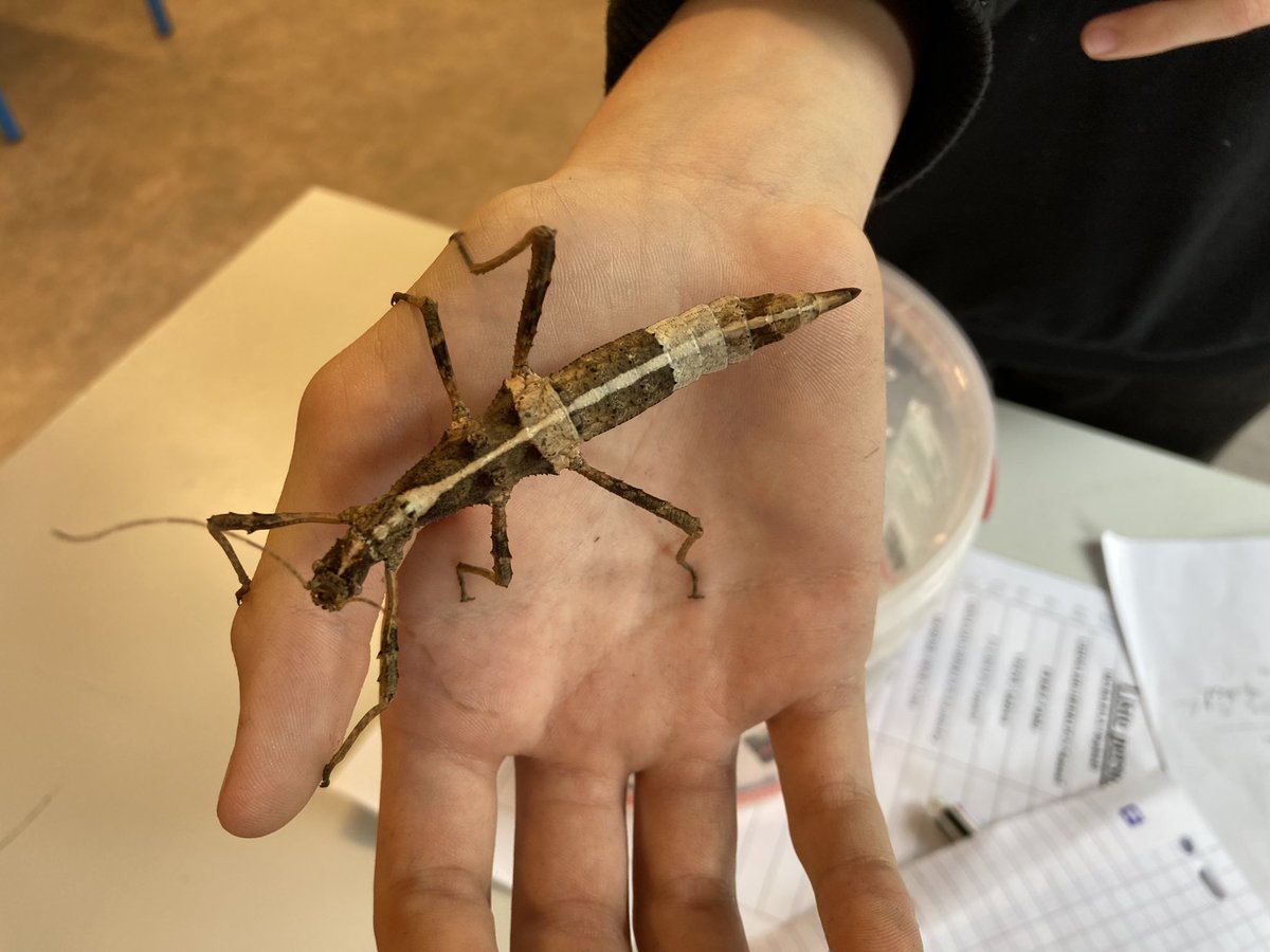 LaBarousse's tweet image. Aujourd’hui présentation de l’expo #phasme et des spécimens par les membres du club. Bravo à l’équipe 👍👏 des naissances attendues, bientôt la suite…