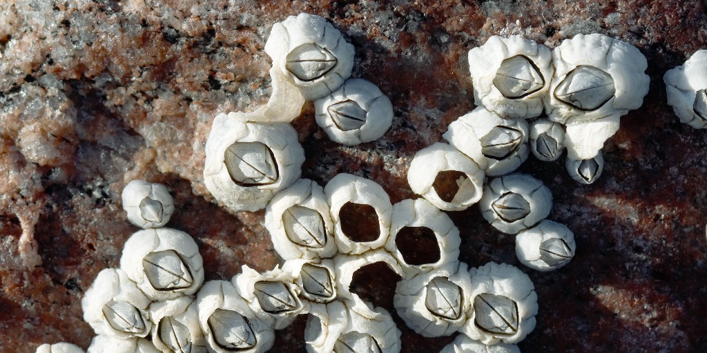 #FUNFACT: Barnacles are crustaceans, just like crabs and lobsters! 🦀 But unlike most other crustaceans, adult barnacles cannot move, meaning they have to spend their whole adult life in one place. Learn more: bit.ly/3Ct6iBN