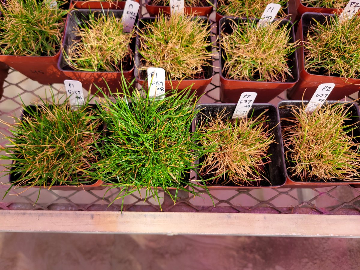 DrEmilyHolm's tweet photo. Looks promising for potential perennial ryegrass variation in ice encasement tolerance! #winterturf https://t.co/NmDWe6EfEH
