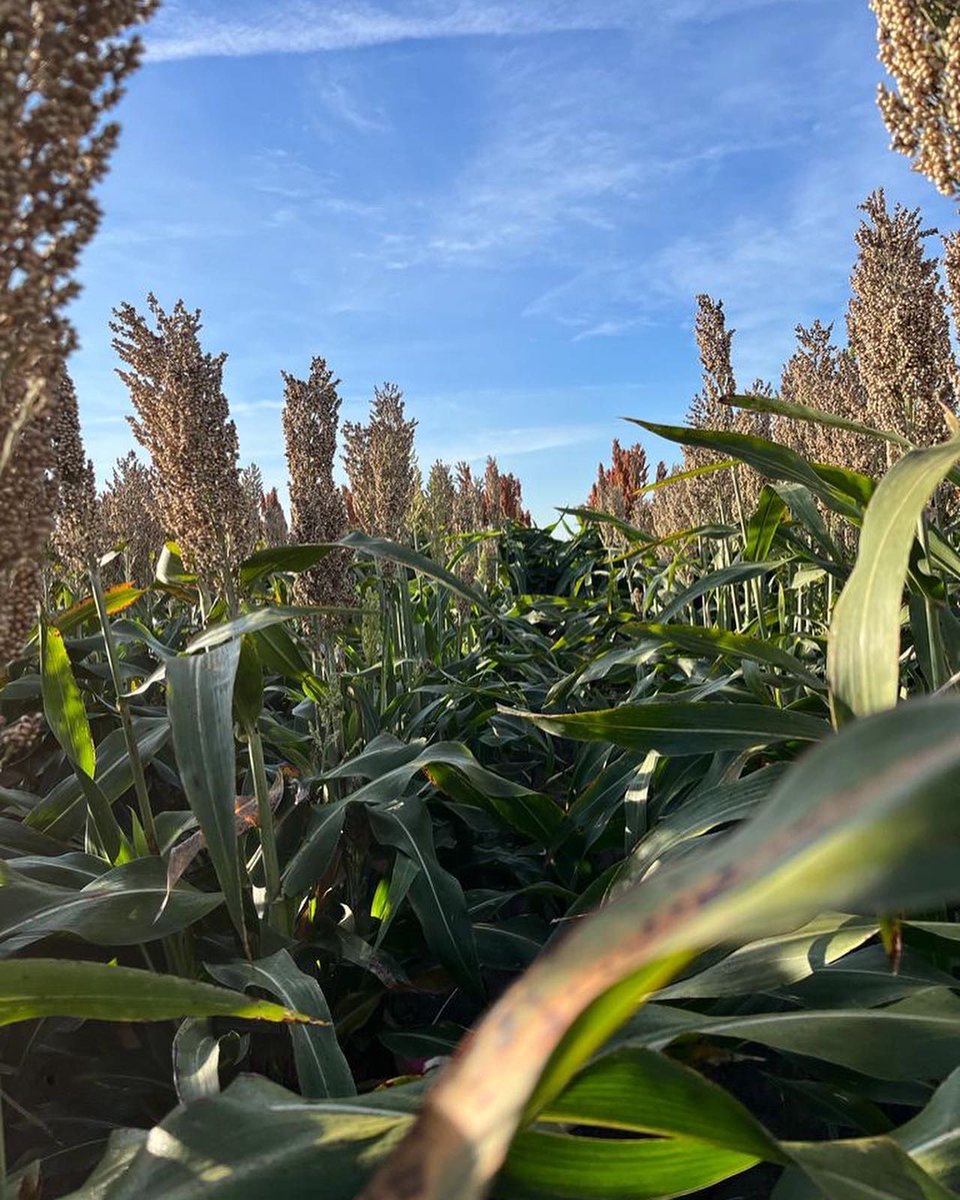The end of the season is around the corner! 

This week we visited our #sorgum project! 

We did maturity sampling, and next week we are planning to harvest! 

#WeAreCiampittiLab