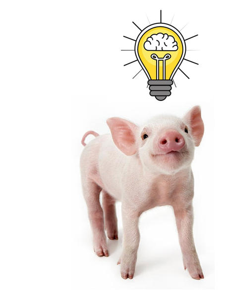 BanffPork's tweet image. Strut your stuff! 
The F.X. Aherne Award is open to owners, production managers, herdspeople, consultants or ANYONE who has developed an innovation relevant to the North American Pork Production industry. #BanffPork 
Entries close Oct 31: banffpork.ca/competitions-a…