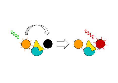 Proximity-assisted photoactivation (PAPA) is a new way to detect protein-protein interactions in live-cell imaging, which uses excitation of a “sender” dye like JF549 to reactivate a “receiver” dye like JFX650 from a dark state. elifesciences.org/articles/76870 (1/7)