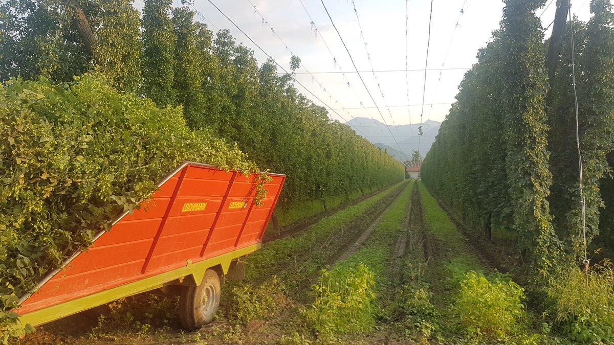 GABF Week Events Featuring Collabs with ZA Hops - mailchi.mp/9edc7b0a5696/g…