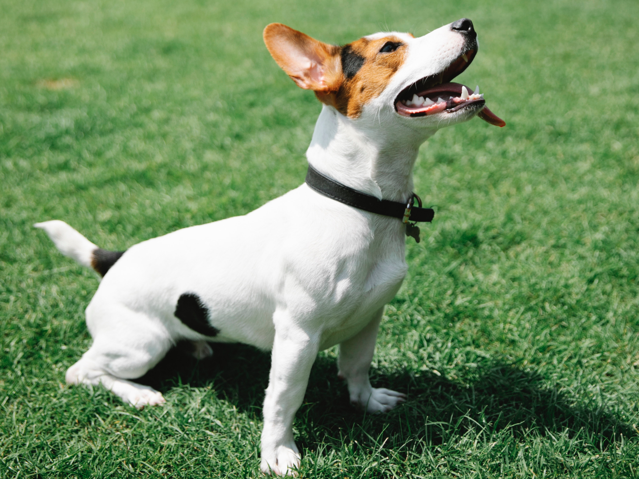 LangCanine's tweet image. Basic commands can help prevent your dog from running off.  And even if they still do, a reliable STAY or recall command can help you get them back. Those are just a couple of things that we work on with basic obedience.  #DogCommands #ObedienceTraining  LangCanineObedience.com