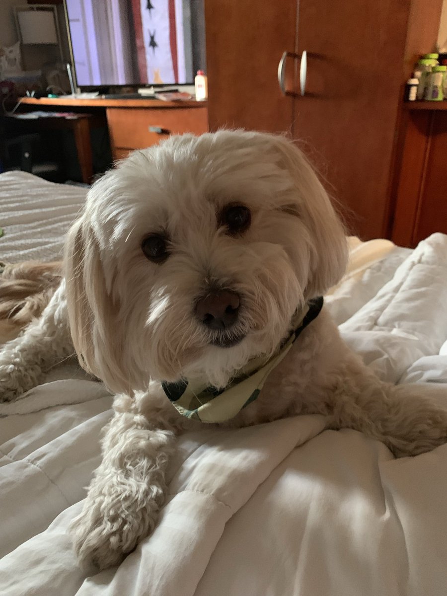 MildMiles4's tweet photo. I Like Soft Hotel Beds! 🛌  #DogsOnTwitter  #RescueDog #DogsAreFamily  #LoveMyDog https://t.co/E42WQ3iggt