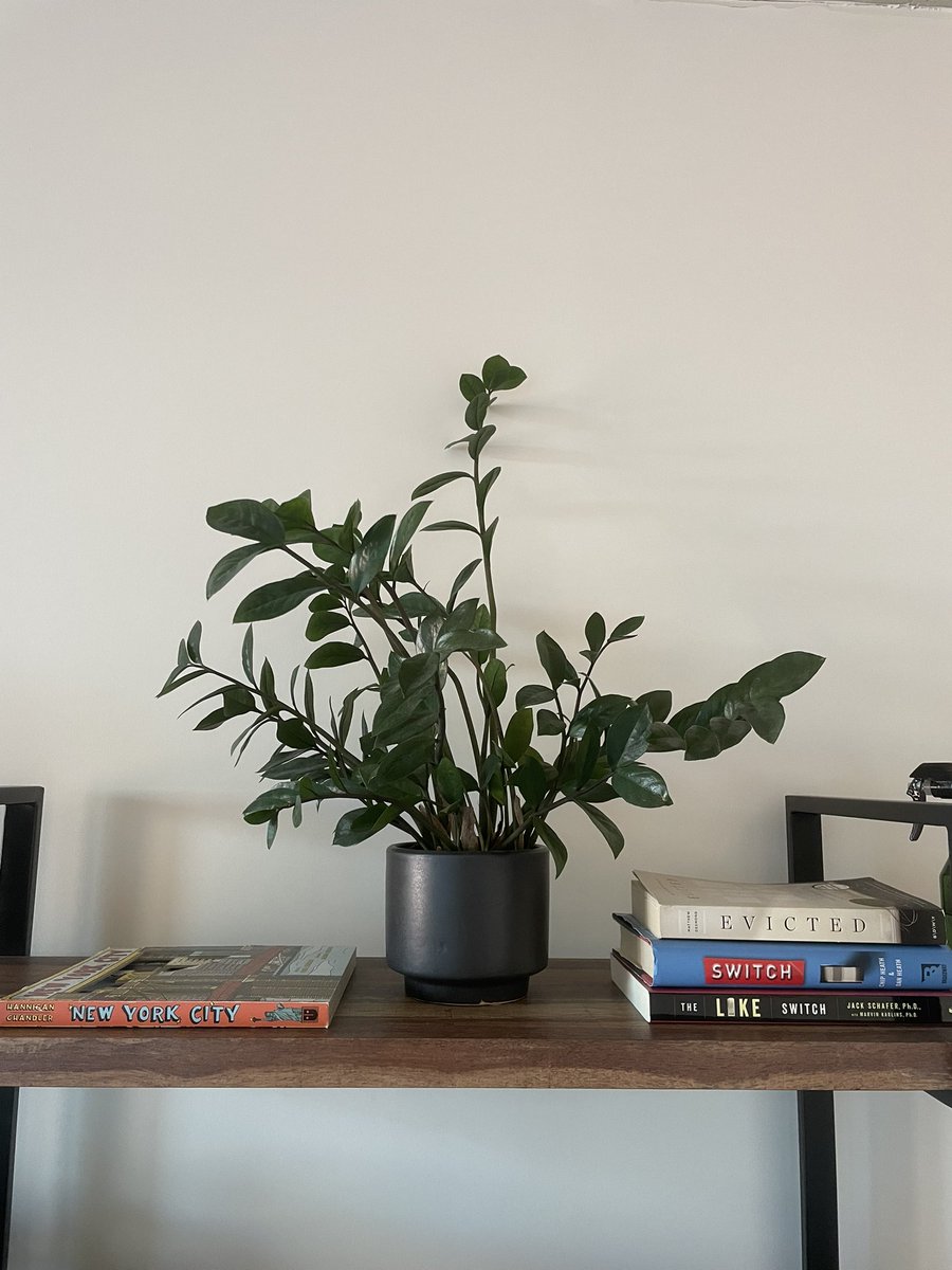 davisoryNFT's tweet photo. Plant peeps, does this need to be reported to a larger planter? #plants #plantlife #plantdad https://t.co/bZJGujm6M3